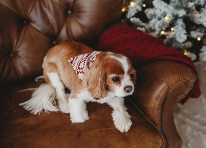 HOLIDAY PET BANDANA - SANTA&