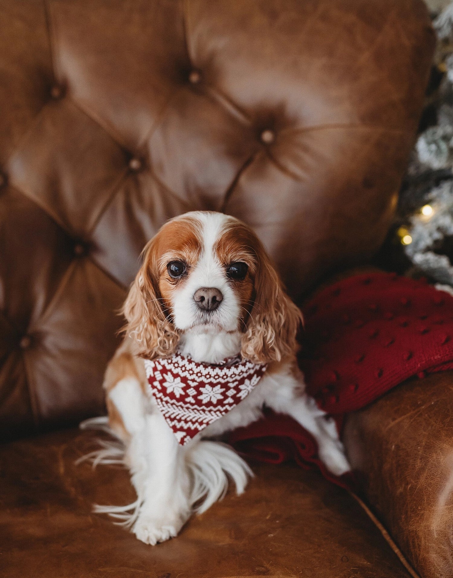 HOLIDAY PET BANDANA - SANTA&