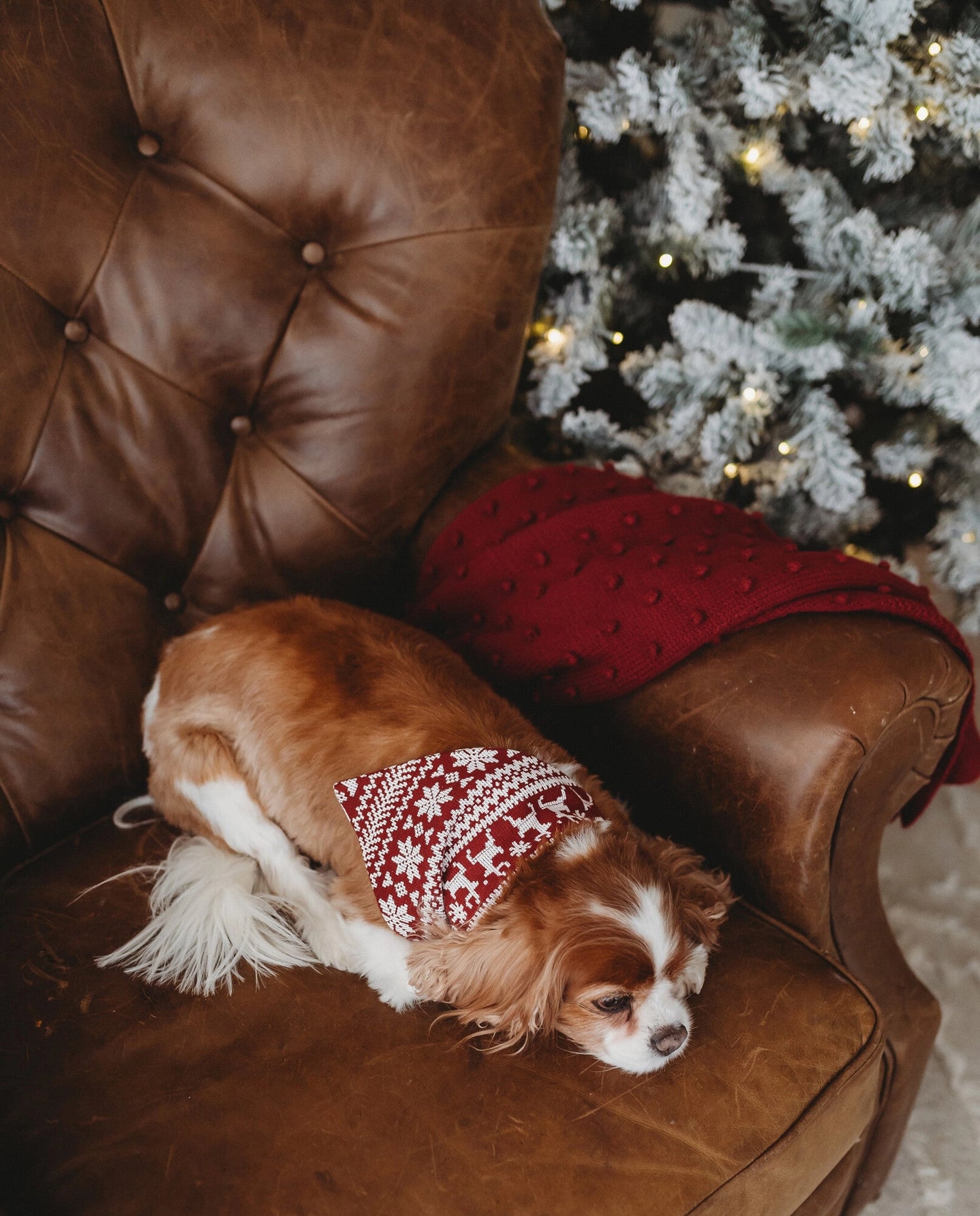 HOLIDAY PET BANDANA - SANTA&