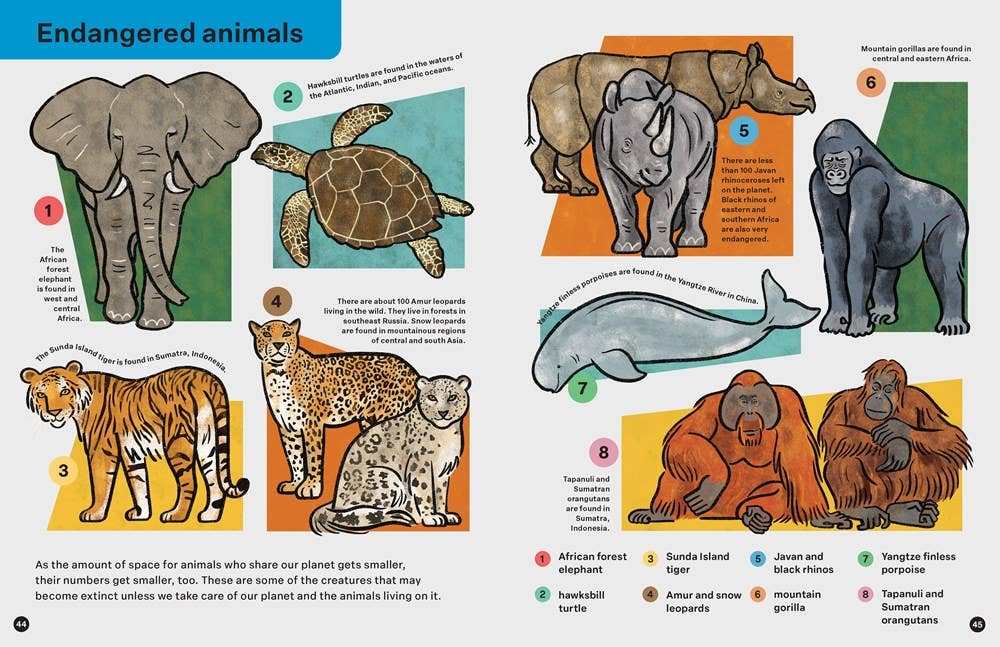SPRING STREET DISCOVER: ANIMALS BOOK
