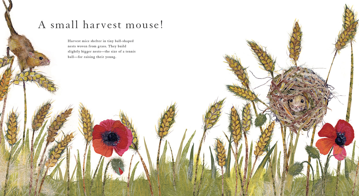 WHO LIVES HERE? BOOK