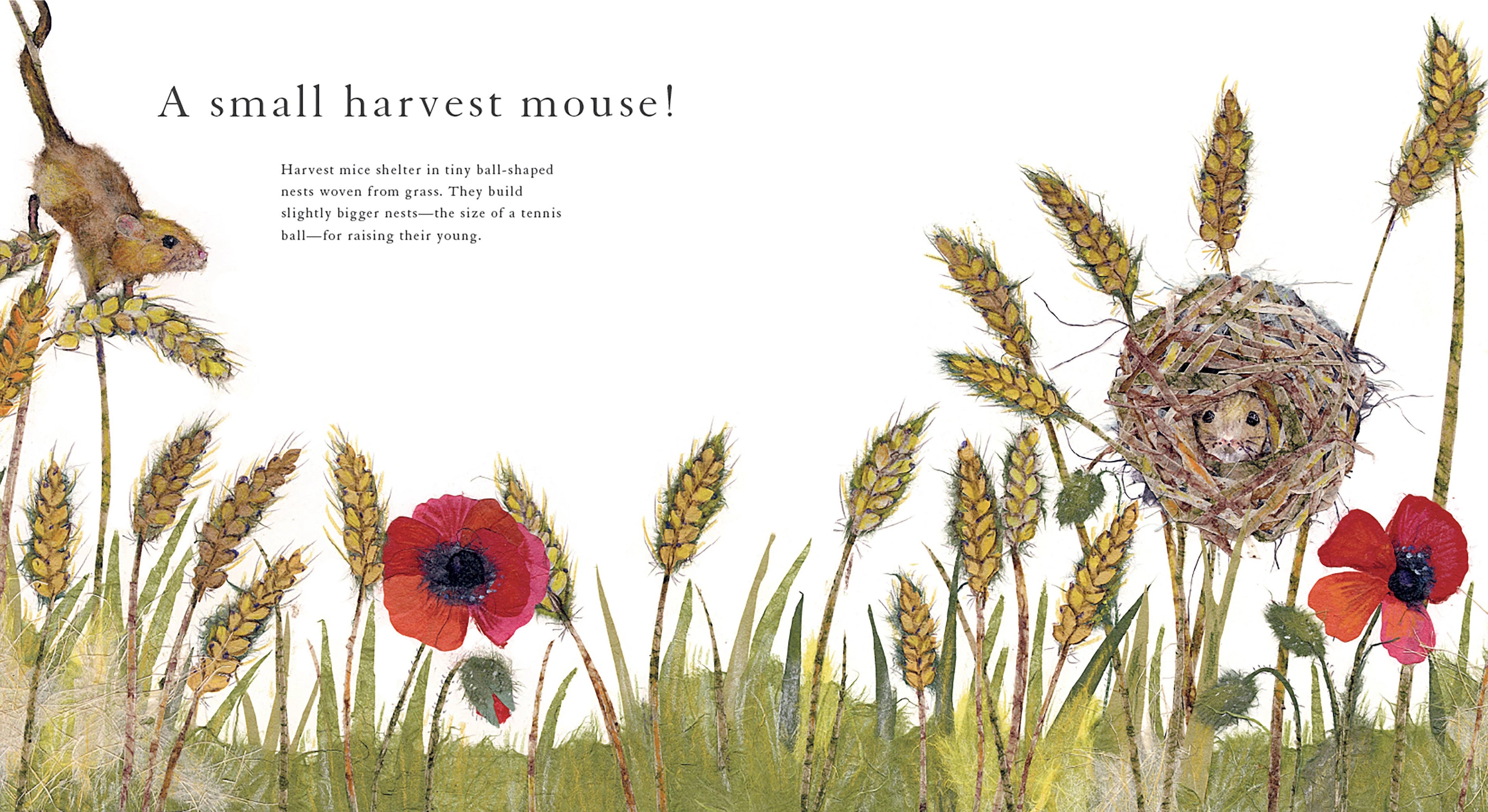 WHO LIVES HERE? BOOK