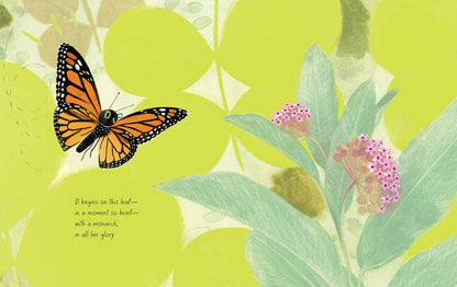THE MONARCH - BOOK